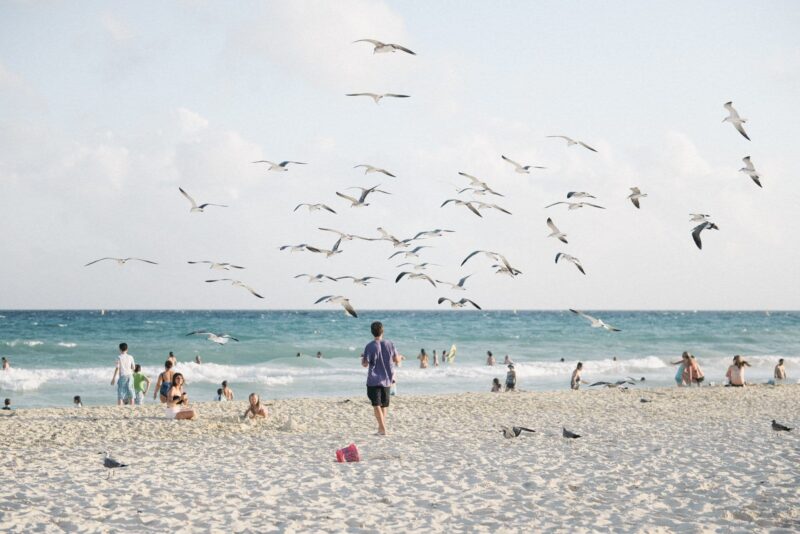 Birds on the beach at Playa del Carmen.