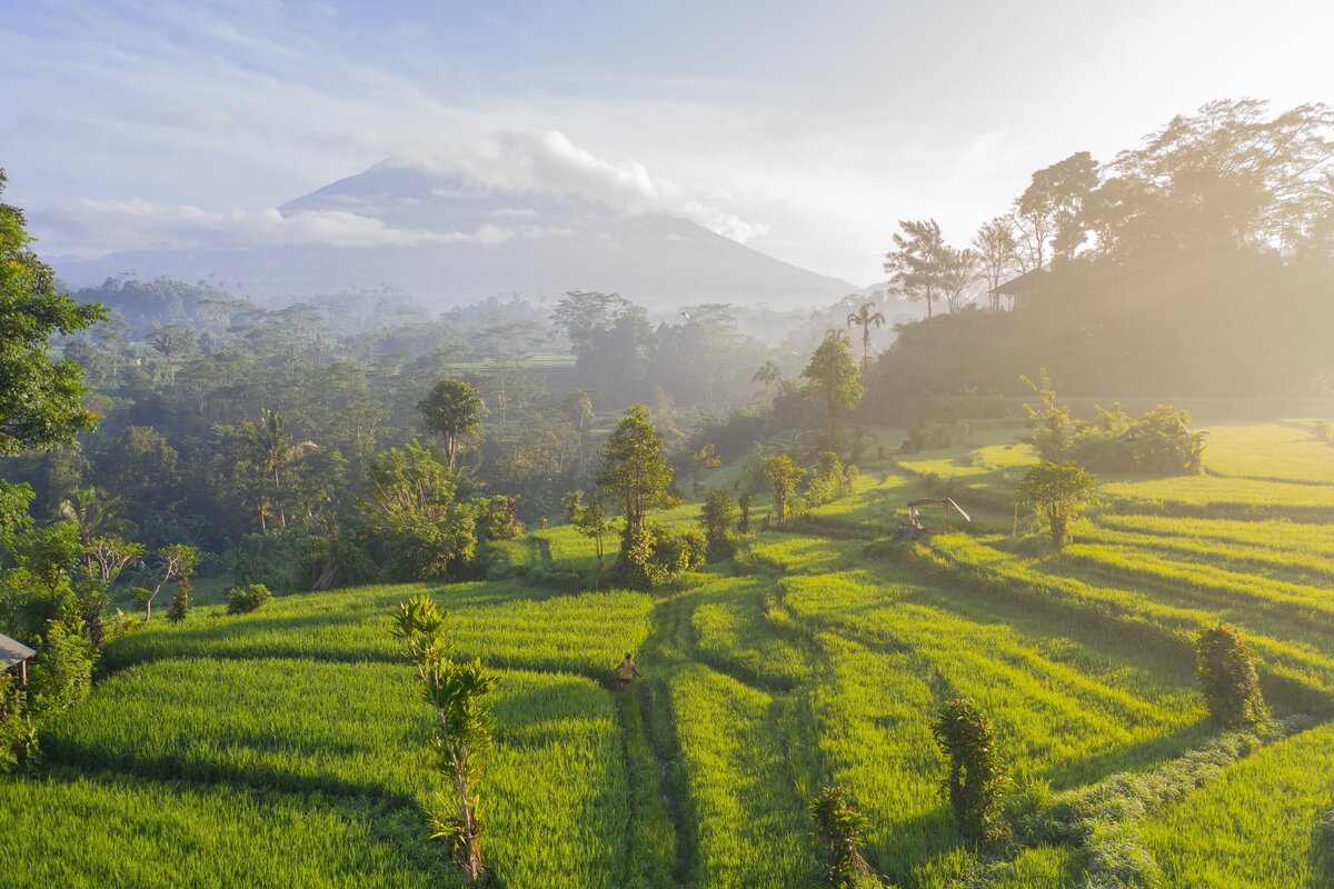 Rice Fields in Bali