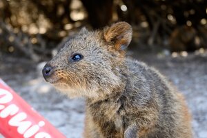 Quokka on Rottnest Island