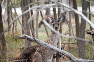 Kangaroo in Heirisson Issland