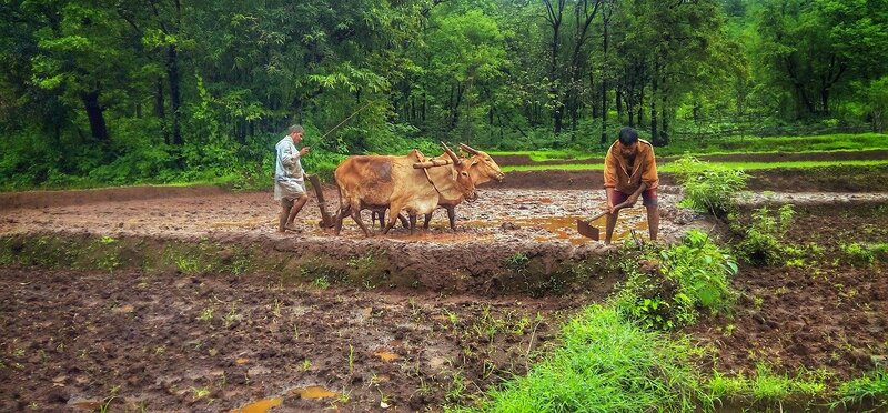 Farmers in Kokan