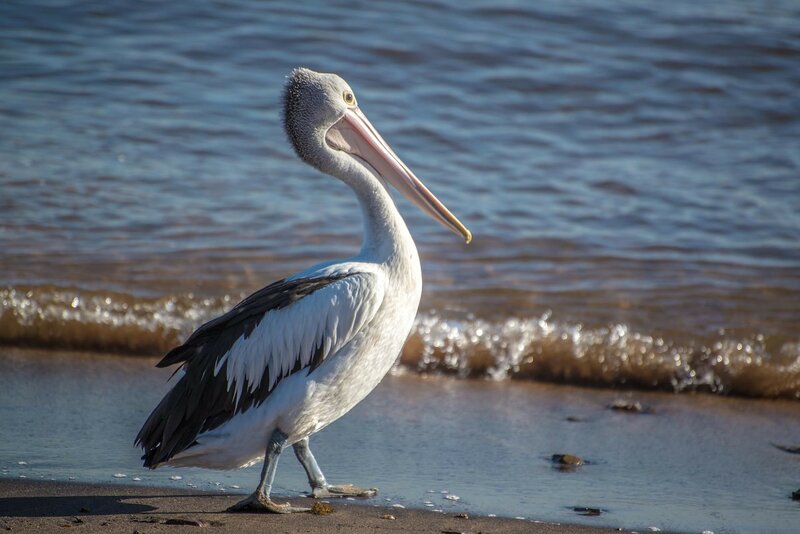 Pelican on the beach, Sydney