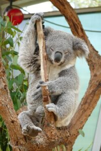 koala-sydney-for-families