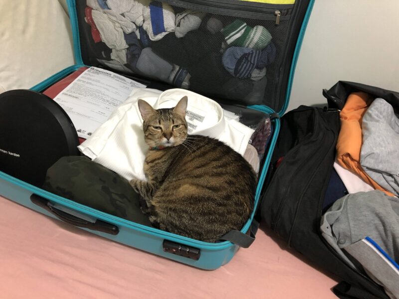 traveling-with-your-pet