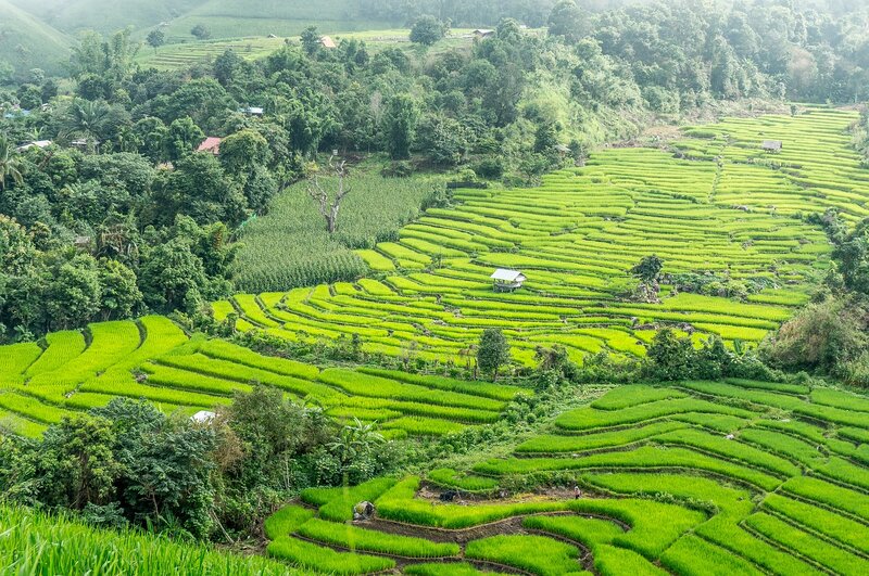 rice-terraces-near-chiang-mai