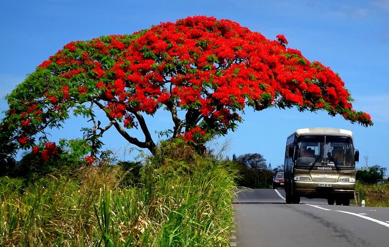 mauritius-transportation- digital-nomads