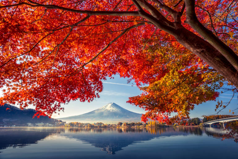 Colorful Autumn Season and Mountain Fuji with morning fog and red leaves at lake Kawaguchiko is one of the best places in Japan
