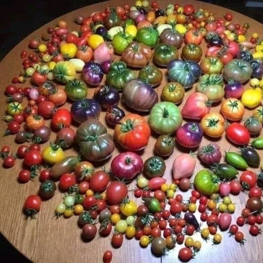 IMG_16915227005538592